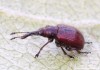 zobonoska ovocná (Brouci), Rhynchites bacchus (Coleoptera)